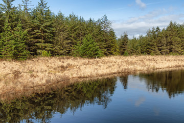 Fototapeta na wymiar Forest and vegetation at Western way trail in Lough Corrib
