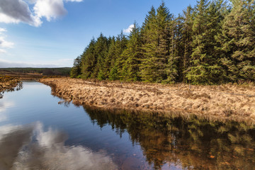 Forest and vegetation at Western way trail in Lough Corrib