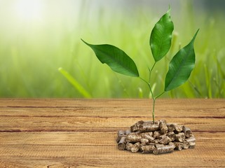 Growth of new life on  background