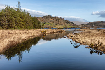 Forest and vegetation at Western way trail in Lough Corrib