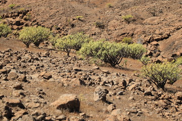 Flora of Gran Canaria, yellow flowers of Adenocarpus foliolosus