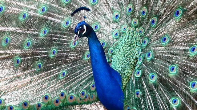Sardinia Peacock Wheel Feathers Courting Portrait Close-up 4K Video