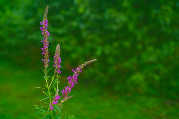 Blooming purple loosestrife (Lythrum salicaria) on blured natural gree background