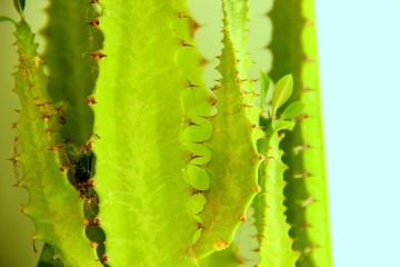 Green leaf of a cactus with spikes on a bright sunny day, close-up. Lots of green cactus leaves with spikes, selective focus. Cactus green with prickles on the leaves, background