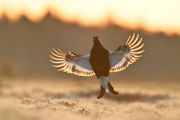 Black Grouse in flight at sunset in bog