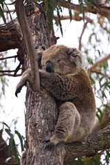 Cute Koala sleeping on a tree