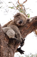 Cute Koala falling asleep on a tree with it's legs and arms hanging down