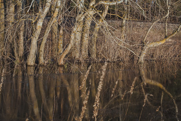 Flooded aspen tree trunks on the meadow during spill in early spring. Tree branches in the reflection of flooded meadows.