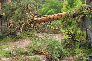 Fallen pine after a tornado.