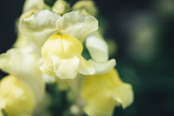 Fototapeta premium キンギョソウ / Antirrhinum majus