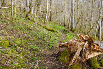 Path in the woods with a tree stump