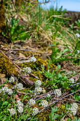 Alpine pennygrass flower in springtime