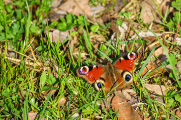 Peacock butterfly sitting on the ground in the sunshine
