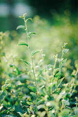 Closeup nature view of green  plant on blurred greenery background in garden with copy space using as background natural green plants landscape, ecology, fresh wallpaper concept. Natural light