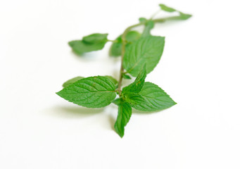 Fresh raw mint leaves isolated on white background
