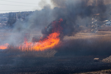 Raging forest spring fires. Burning dry grass, reed along lake. Grass is burning in meadow....