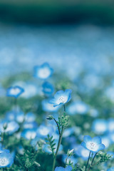 ネモフィラ / nemophila