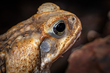 Close up portrait of cane toad in tropical rain forest, Queensland, Australia
