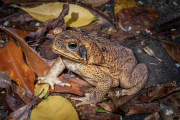 Cane toad in tropical rain forest, Queensland, Australia