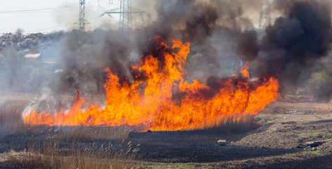 Raging forest spring fires. Burning dry grass, reed along lake. Grass is burning in meadow. Ecological catastrophy. Fire and smoke destroy all life. Firefighters extinguish Big fire. Lot of smoke