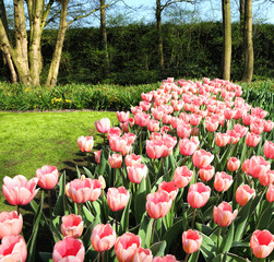 Magic spring Dutch flowers blossom. People enjoy Tulip blossoming springtime. Europe travel. 