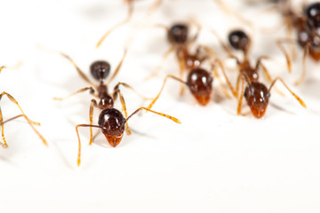 Pheidole megacephala, coastal brown ants are common kitchen pests in the tropics. Isolated on a white background.