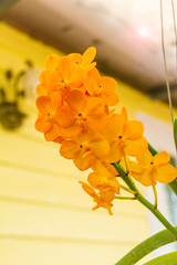 Full bloom of yellow orchid flower