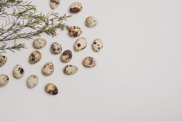 Composition of quail eggs and green twig on a white background