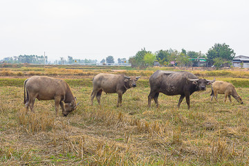Buffalo in the field