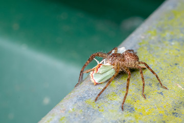 Macro of large Australian huntsman spider, spassaridae,  with prey, in tropical rainforest