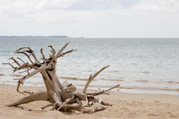 Beach background sandy beach with dry tree