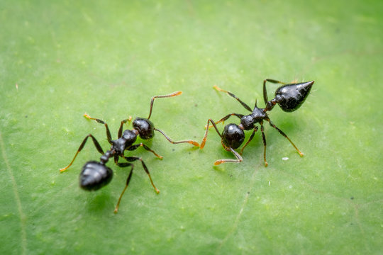 Crematogaster ants on a leaf in tropical rainforest, far north Queensland, Australia