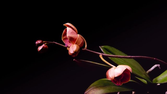 Time Lapse - Blooming Flower of Pink Phalaenopsis Orchid - 4K