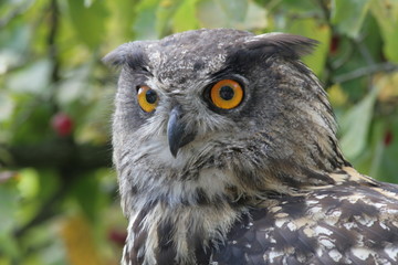 Eagle owl looking at the camera with skeptic look