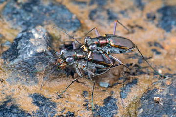Metallic Tiger beetles (Cicindellidae) mating, Queensland, Australia