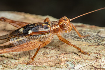 True cricket adult, Cardiodactylus novaeguineae, in tropical rainforest