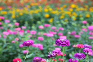 Colorful zinnia in spring season for indoor decoration and flower arrangement