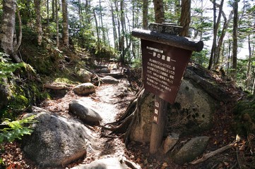 奥秩父の夢の庭園の森