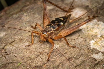 True cricket adult, Cardiodactylus novaeguineae, in tropical rainforest