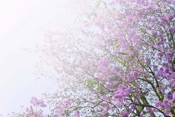 Obraz na płótnie Canvas purple flower background