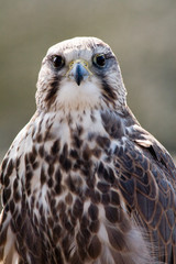 Portrait of a buzzard