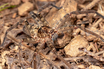 Macro of large Australian huntsman spider, spassaridae, in tropical rainforest