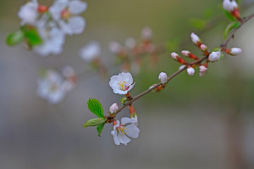 Peach blossom in the garden