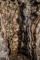 DEAD HOLM OAK TEXTURE