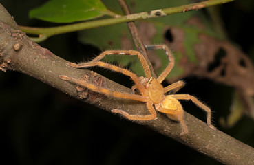 Badge huntsman spider (Neosparassus sp) hunting in tropical rainforest, Queensland, Australia