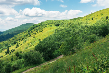 beautiful mountain landscape at summer forenoon. hills with grassy meadows among the forest. dirt road uphill the slope. clouds on the blue sky