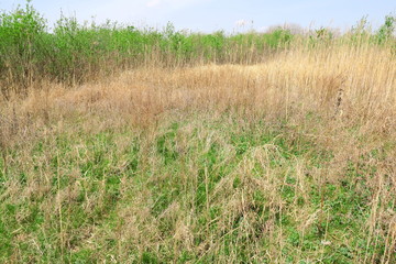 早春の河川敷風景