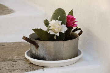 Blumen im Topf