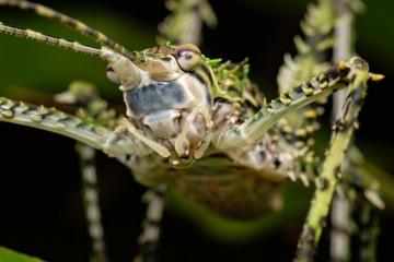 Green camouflaged spiny katydid (Phricta spinosa) in tropical rainforest