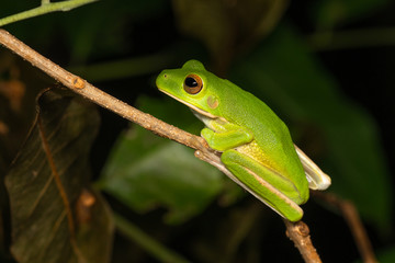 White-lipped tree frog, Litoria infrafrenata, in tropical rainforest, Cairns, Queensland, Australia